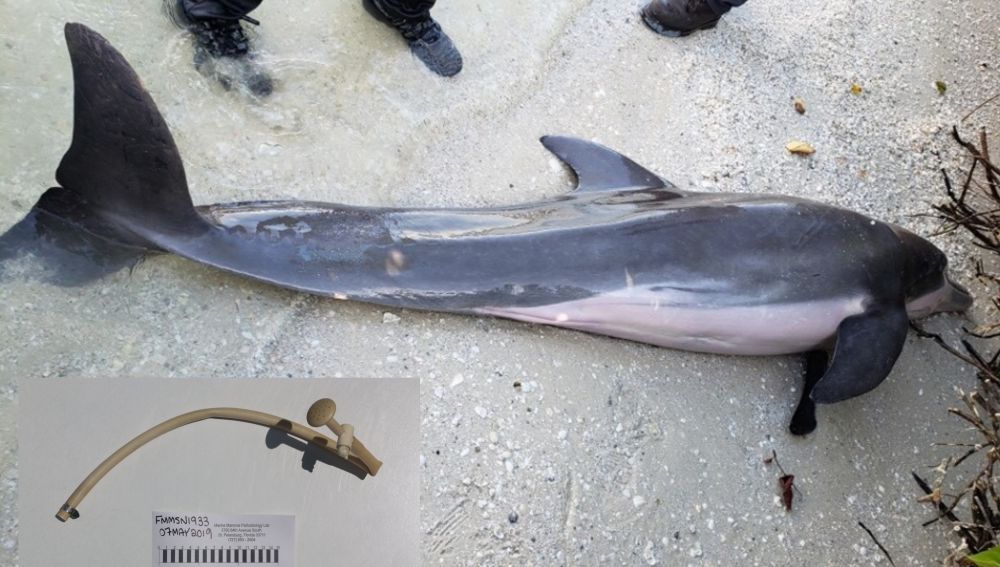 El delfín hallado muerto