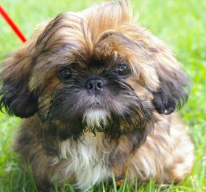 Un ejemplar de Shih Tzu Un ejemplar de Shih Tzu