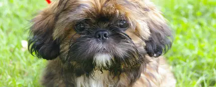 Un ejemplar de Shih Tzu Un ejemplar de Shih Tzu