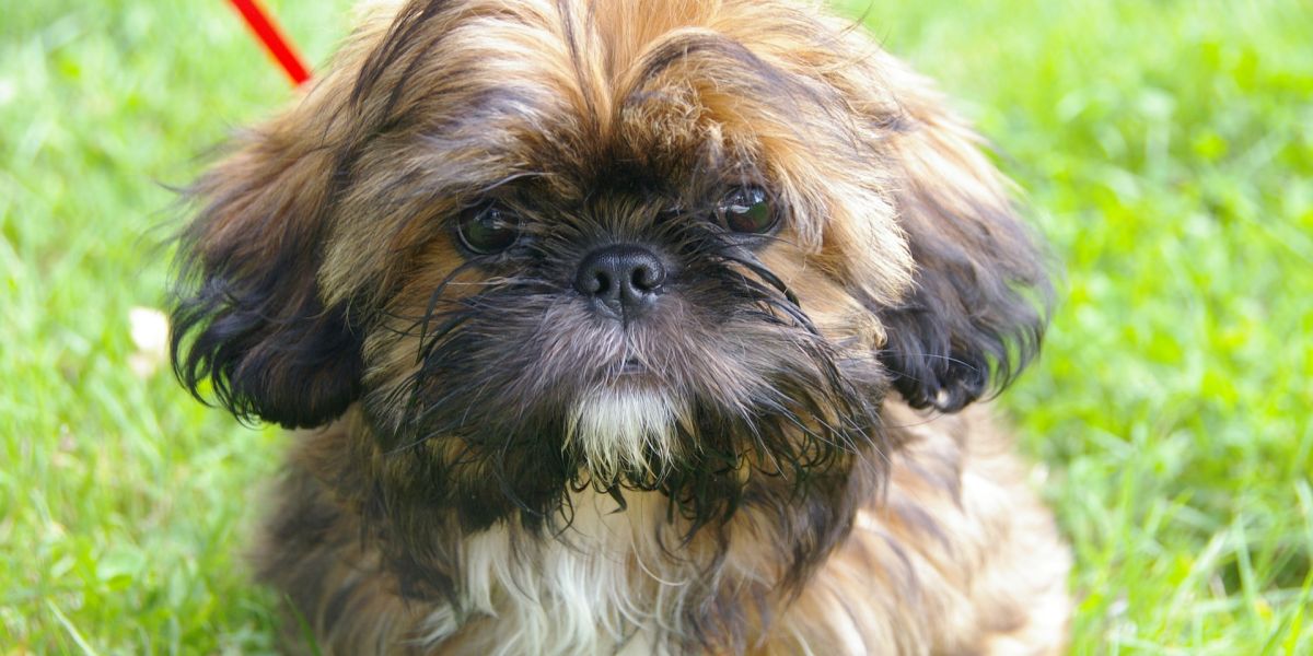 Un ejemplar de Shih Tzu