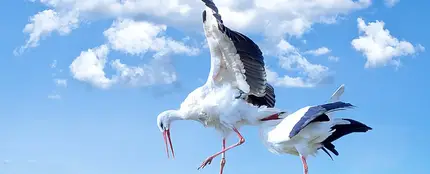 Cigüeñas Cigüeñas