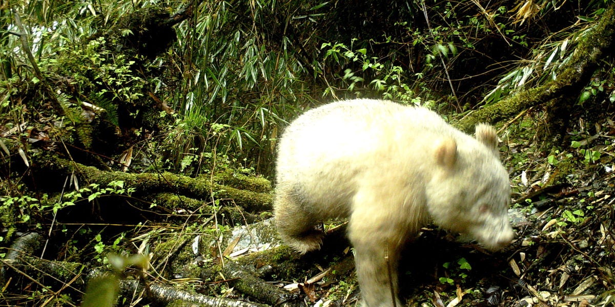El primer oso panda albino del mundo