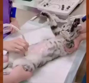 La reacción de esta gatita al escuchar su ecografía enternece a las redes La reacción de esta gatita al escuchar su ecografía enternece a las redes
