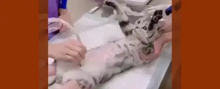 La reacción de esta gatita al escuchar su ecografía enternece a las redes La reacción de esta gatita al escuchar su ecografía enternece a las redes