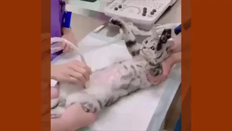 La reacción de esta gatita al escuchar su ecografía enternece a las redes La reacción de esta gatita al escuchar su ecografía enternece a las redes
