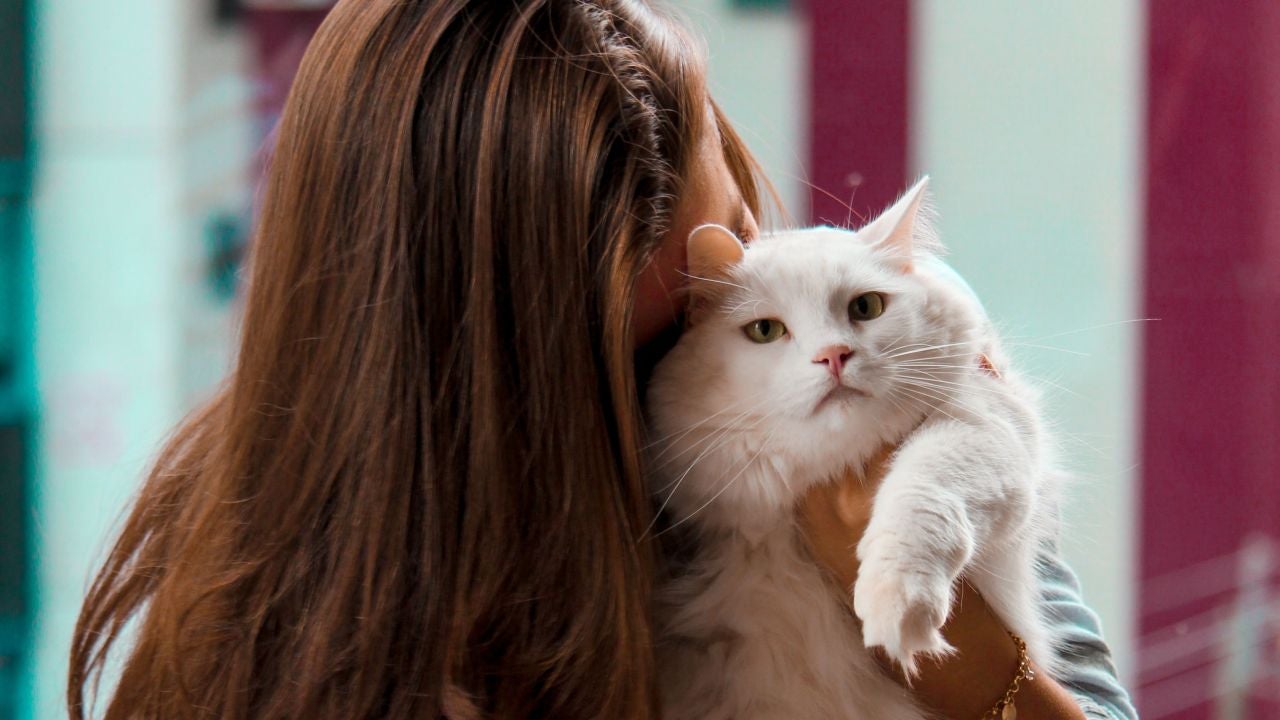 Una chica abrazando a un gato Una chica abrazando a un gato