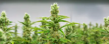 Imagen de archivo de plantaciones de marihuana. Imagen de archivo de plantaciones de marihuana.