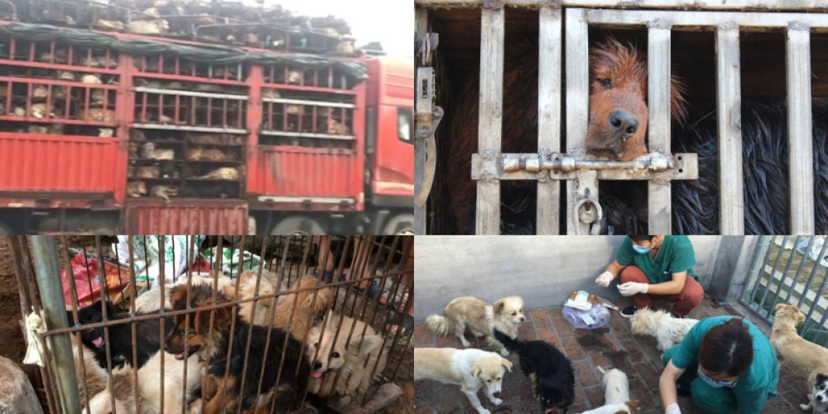 Imágenes del festival de carne de perro de China
