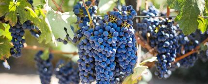 Racimo de uvas