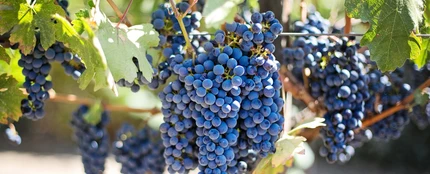 Racimo de uvas Racimo de uvas