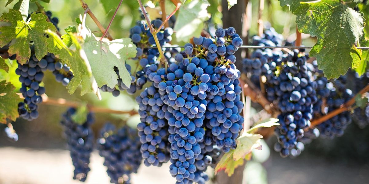 Racimo de uvas