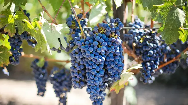 Racimo de uvas