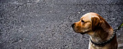 Perro en la calle Perro en la calle