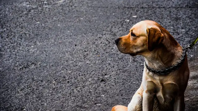 Perro en la calle