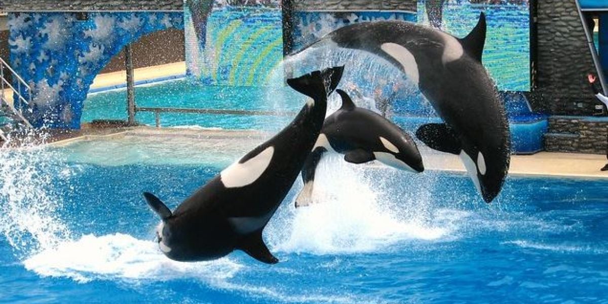 El estres cronico acorta la vida de las orcas en cautividad