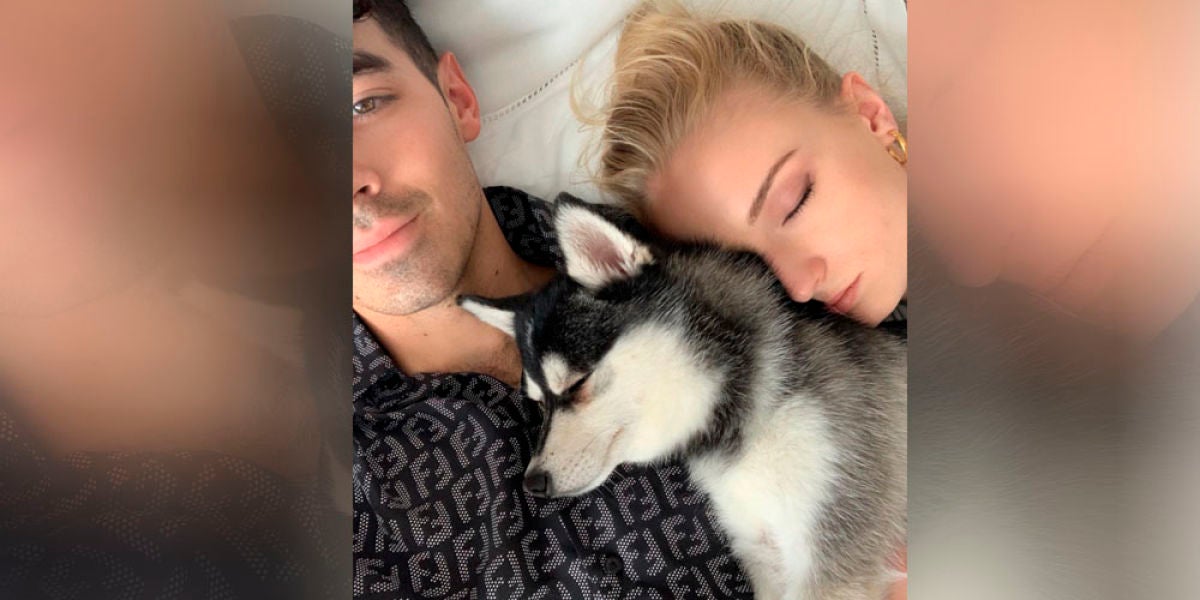 Sophie Turner y Joe Jonas con su perro Waldo