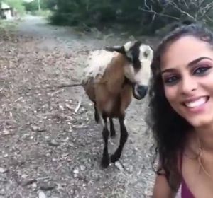 Una cabra golpea a una chica que intentaba hacerse un selfie con el animal Una cabra golpea a una chica que intentaba hacerse un selfie con el animal