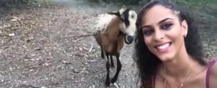 Una cabra golpea a una chica que intentaba hacerse un selfie con el animal