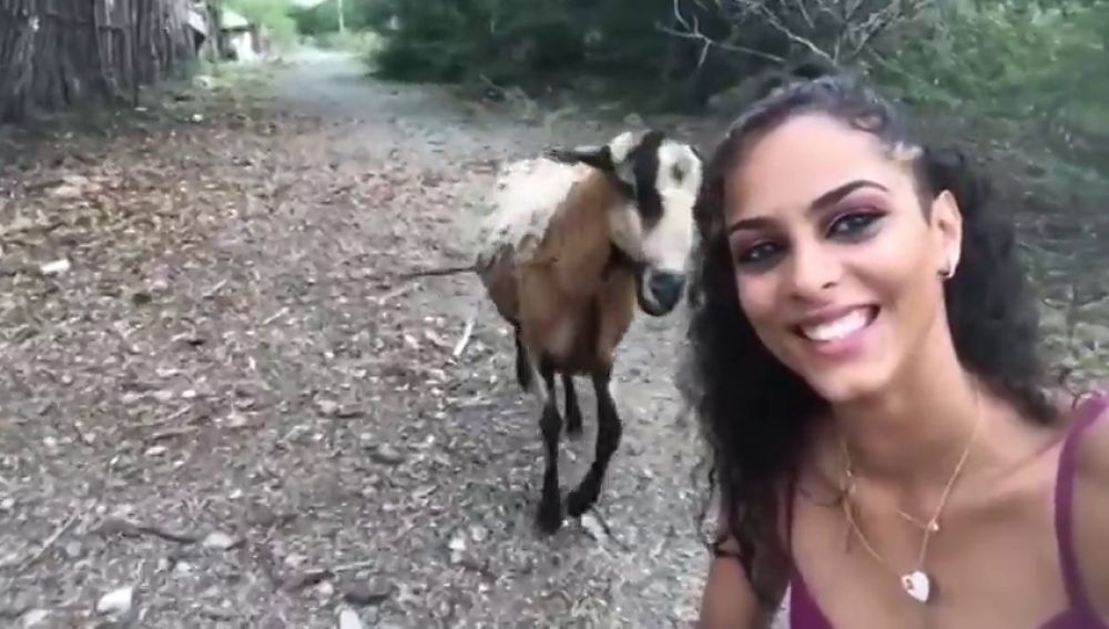 Una cabra golpea a una chica que intentaba hacerse un selfie con el animal