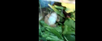 La rana en el interior de la ensalada La rana en el interior de la ensalada
