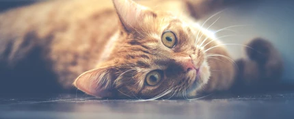 Gato Gato