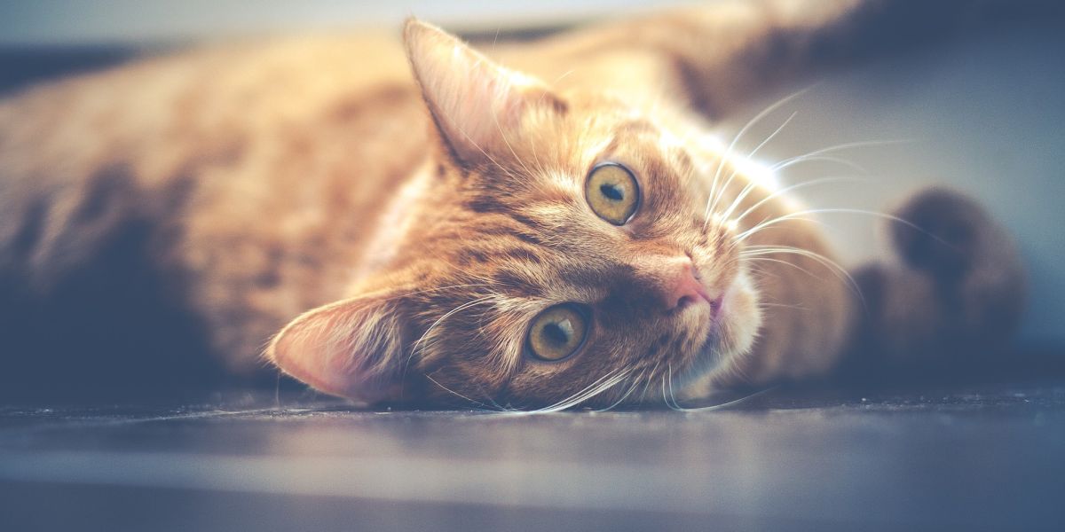 Gato