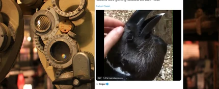 ¿Es un conejo o un cuervo? ¿Es un conejo o un cuervo?