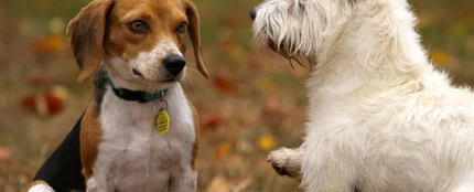 Elecciones generales 2019: Los cerebros de perros de diferentes razas son distintos Elecciones generales 2019: Los cerebros de perros de diferentes razas son distintos