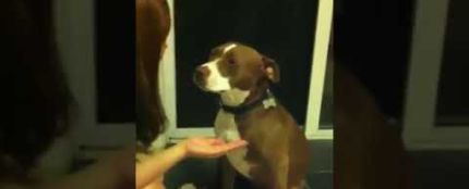La reacción viral de una perra cuando le van a cortar las uñas: &quot;la reina del drama&quot; 