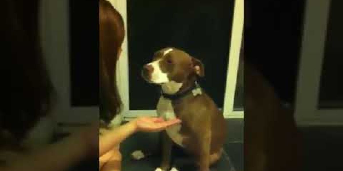 La reacción viral de una perra cuando le van a cortar las uñas: "la reina del drama"