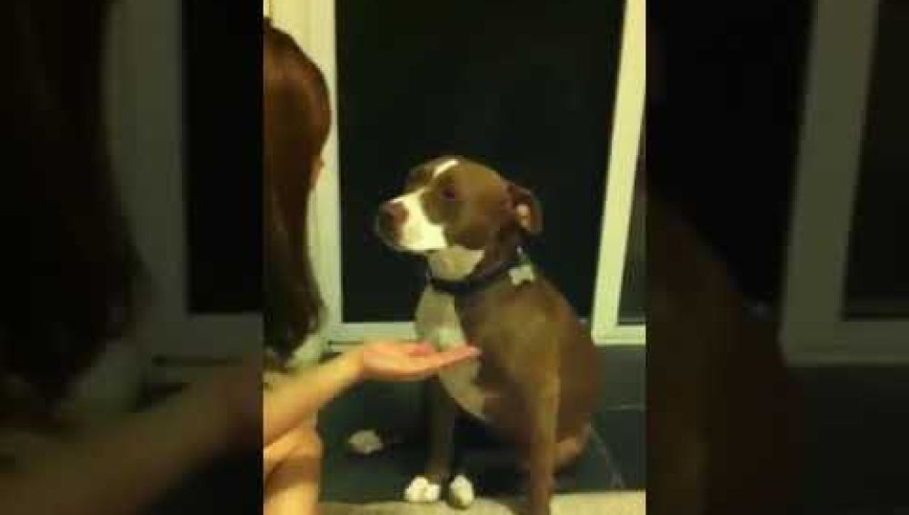 La reacción viral de una perra cuando le van a cortar las uñas: "la reina del drama" 