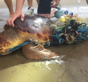 La tortuga rescatada en la Malvarrosa La tortuga rescatada en la Malvarrosa