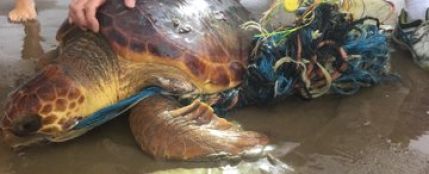 Una tortuga rescatada en la Malvarrosa
