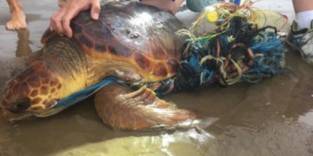 La tortuga rescatada en la Malvarrosa