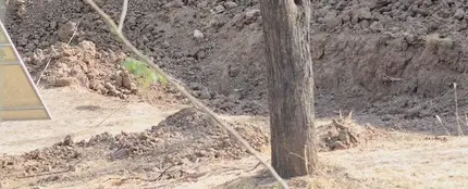 ¿Eres capaz de ver al leopardo? ¿Eres capaz de ver al leopardo?