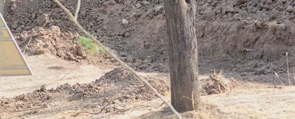 ¿Eres capaz de ver al leopardo? ¿Eres capaz de ver al leopardo?