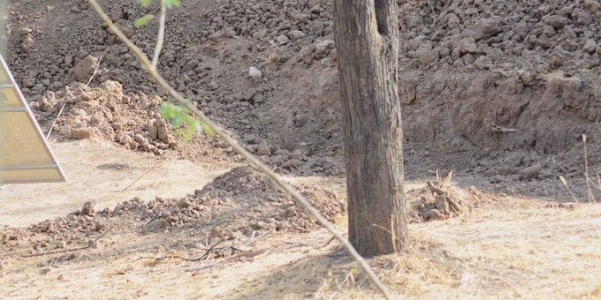 ¿Eres capaz de ver al leopardo?
