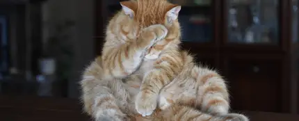 Gato Gato