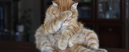 Gato Gato