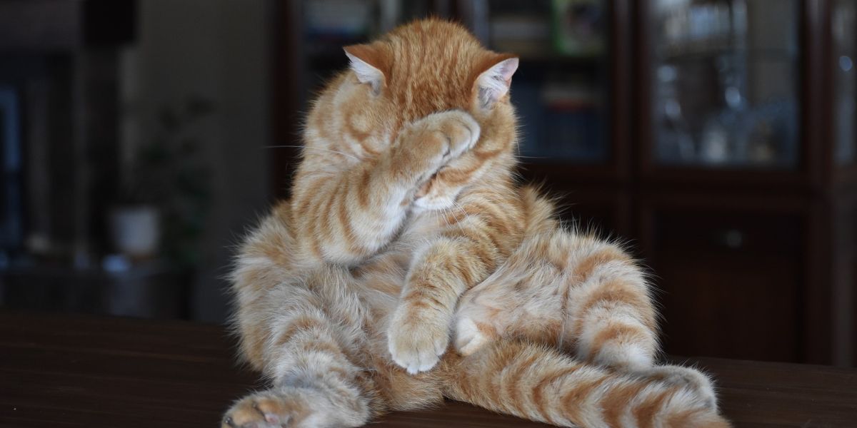 Gato
