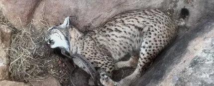 Imagen de un lince ibérico atrapado en un cepo. Imagen de un lince ibérico atrapado en un cepo.