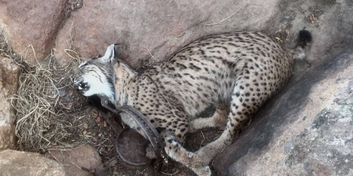 Imagen de un lince ibérico atrapado en un cepo.
