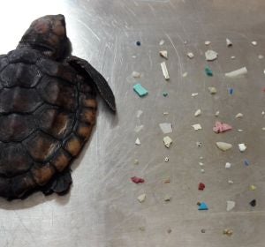 La tortuga fallecida La tortuga fallecida