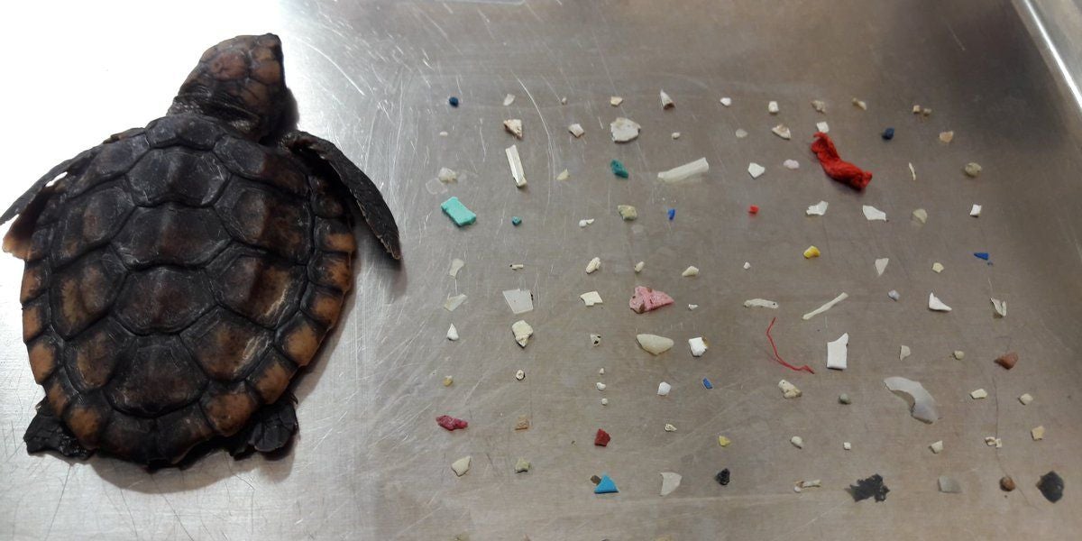 La tortuga fallecida