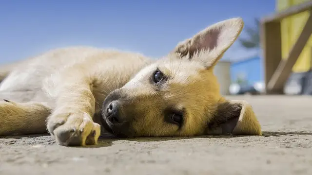 Imagen de archivo de un perro