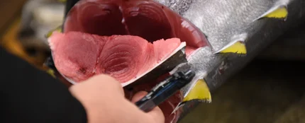 Un mayorista inspecciona un atún fresco Un mayorista inspecciona un atún fresco