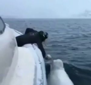 El increíble vídeo de un hombre y una beluga jugando a rugby El increíble vídeo de un hombre y una beluga jugando a rugby