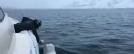 El increíble vídeo de un hombre y una beluga jugando a rugby