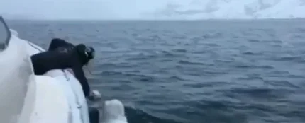 El increíble vídeo de un hombre y una beluga jugando a rugby El increíble vídeo de un hombre y una beluga jugando a rugby