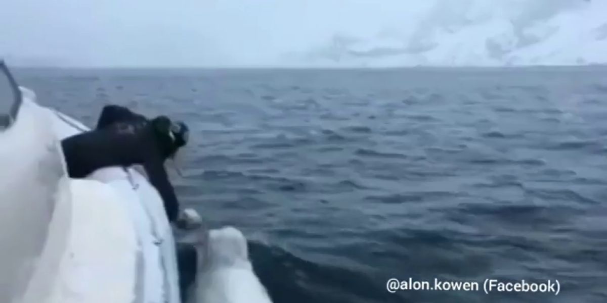 El increíble vídeo de un hombre y una beluga jugando a rugby